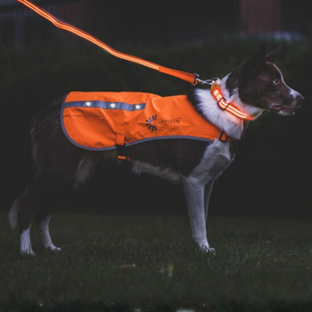 Dog Gear